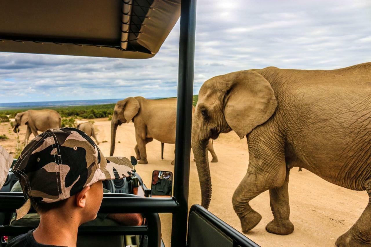 Wildlife Lodge Addo