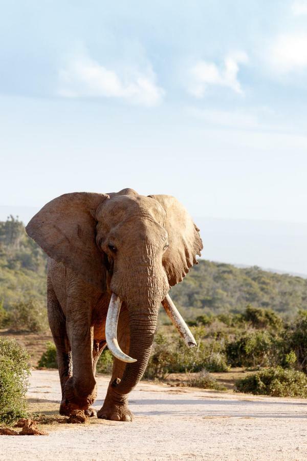 Wildlife